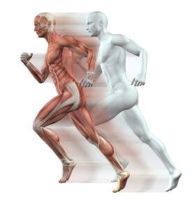Anatomía y Fisiología