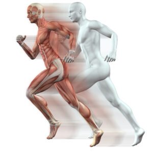 Anatomía y Fisiología